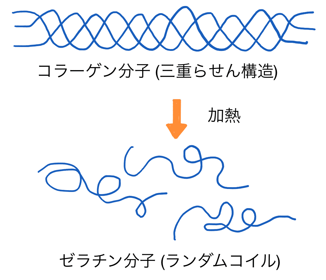 ゼラチンの化学 Gelate ジェレイト Note