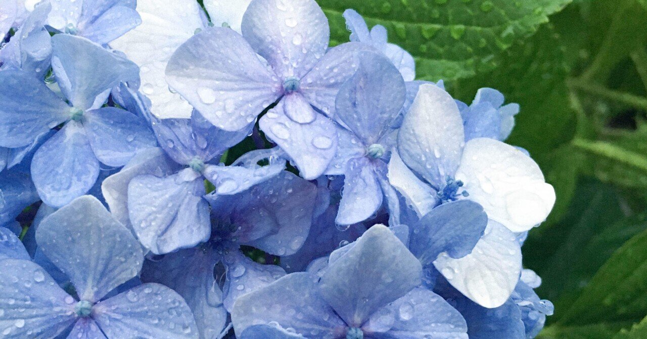 紫陽花 ｜ 短歌｜澤田 清佳
