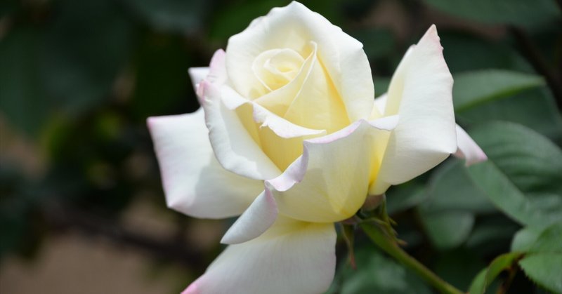 ジェノサイドを許さない　―ナチスのホロコーストに由来し、平和を訴える長崎四種のバラ