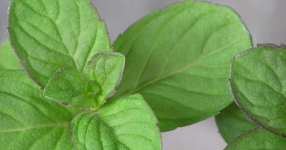 栄枯衰勢 Green Note
