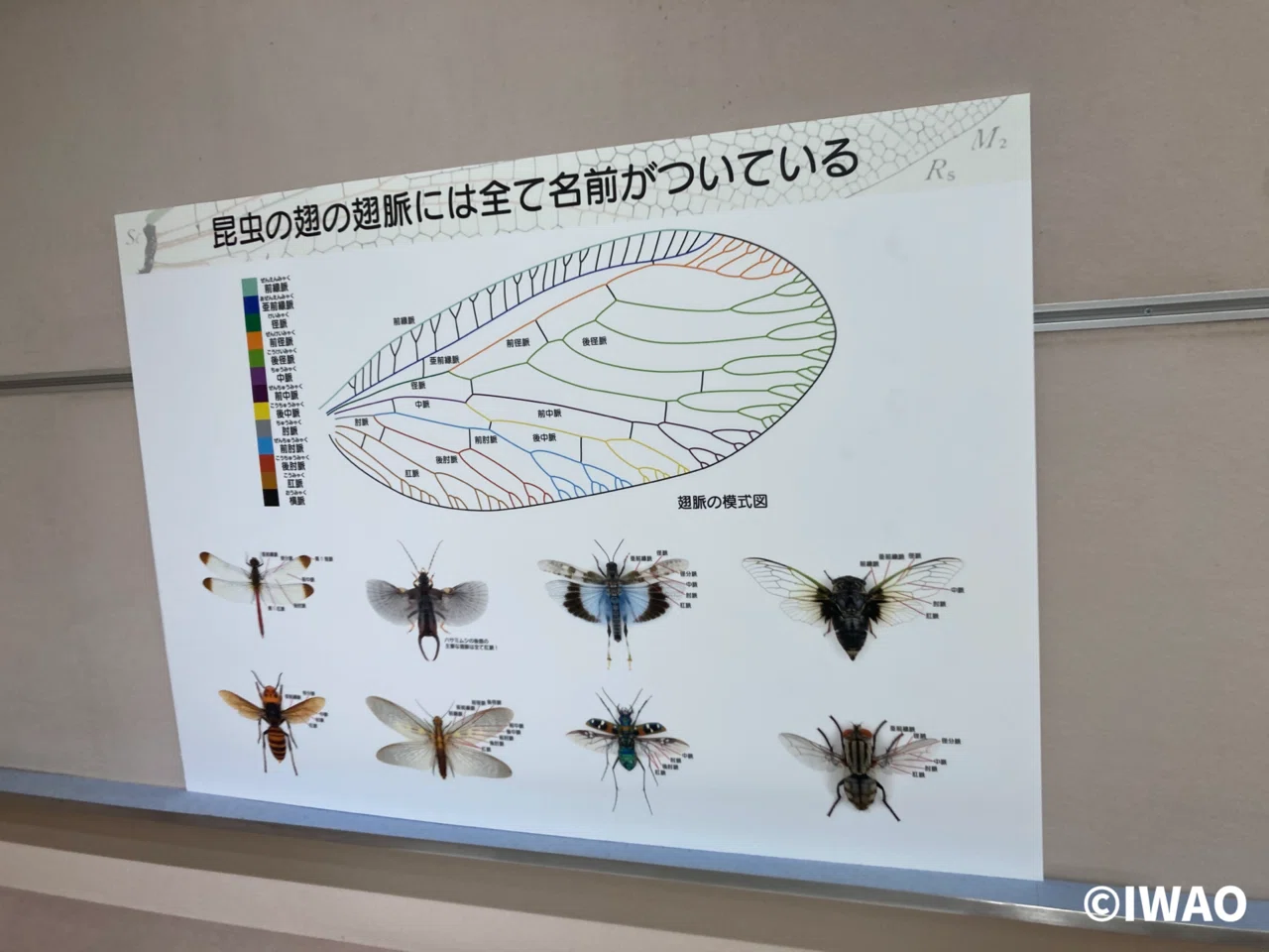 翅ーからだとしくみー箕面公園昆虫館企画展示｜IWAO 博物館巡りの我が記録
