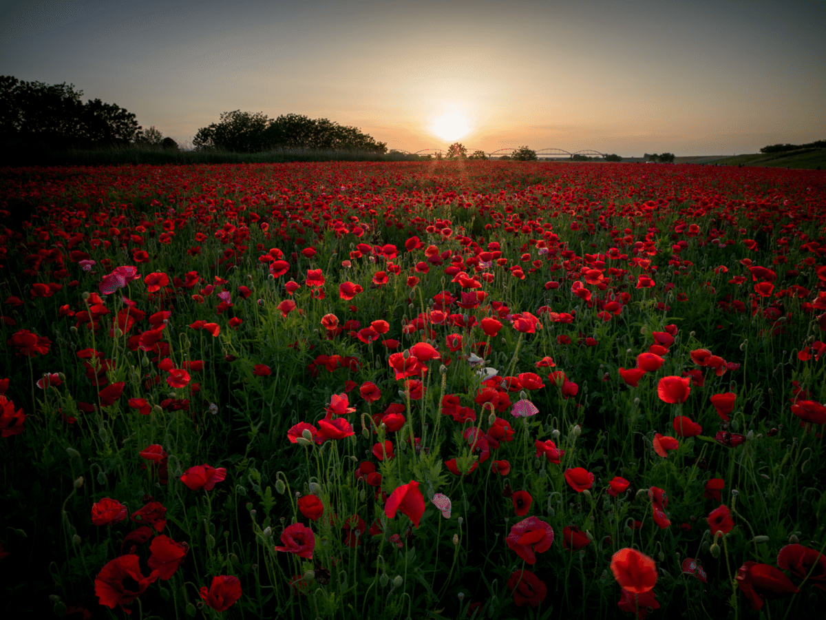 写真まとめ② 4 Hasselblad XCD2,5/25Vレビュー｜きくりん