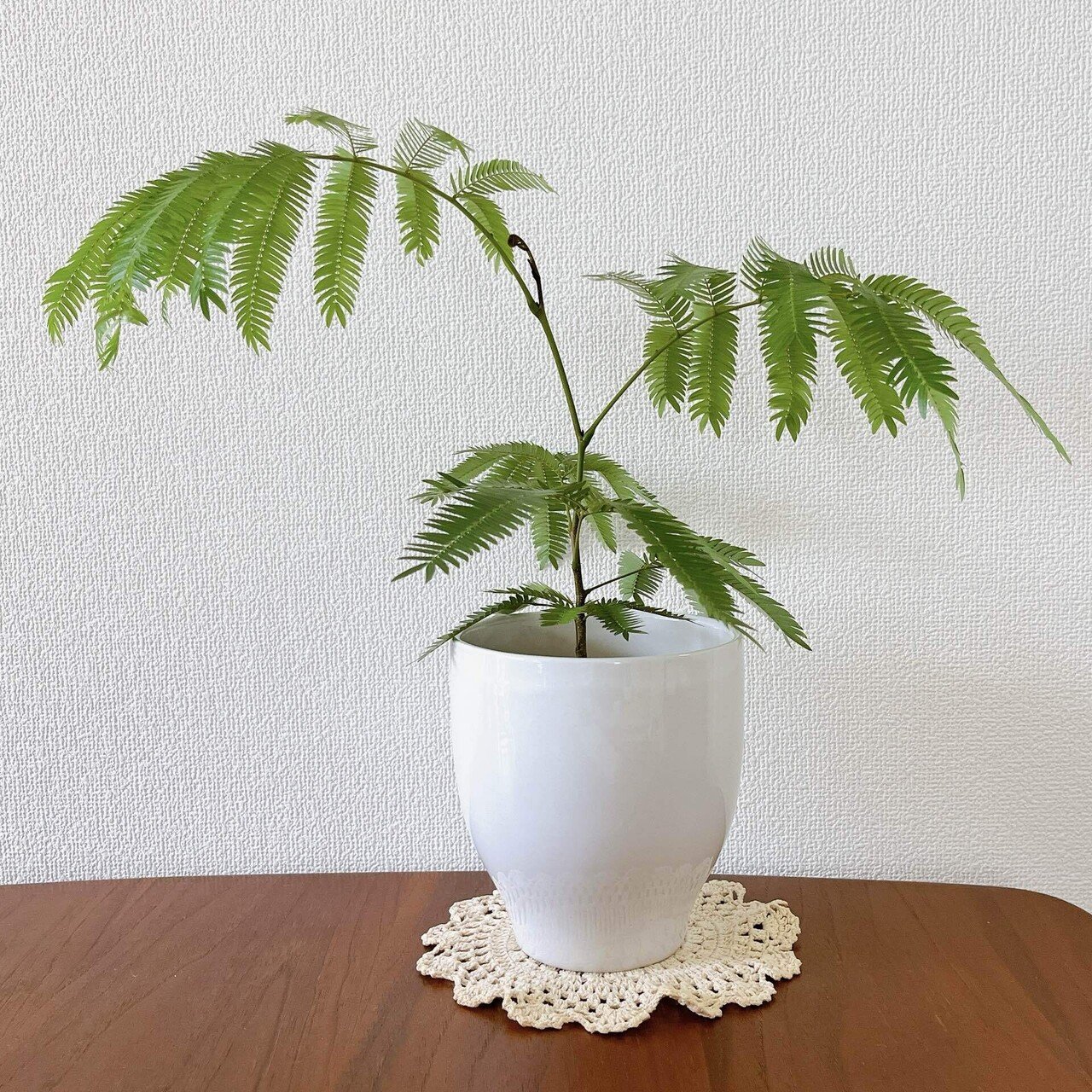 🌿エバーフレッシュ｜desiree803