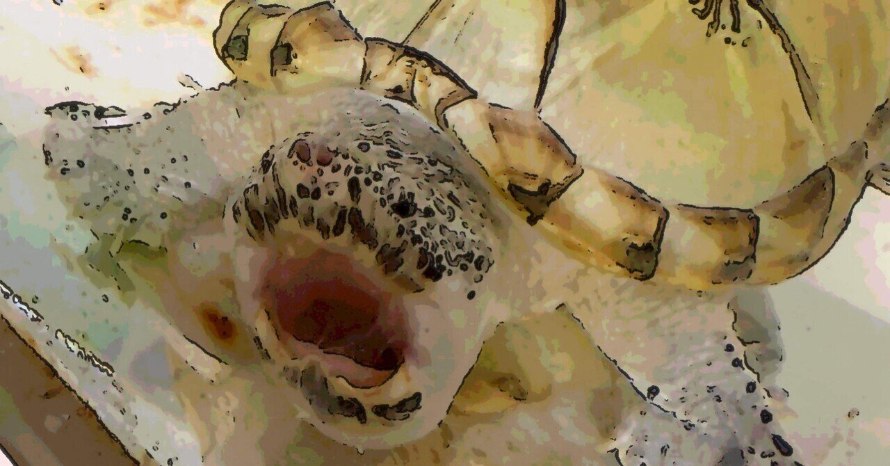 良いカメの正体｜R