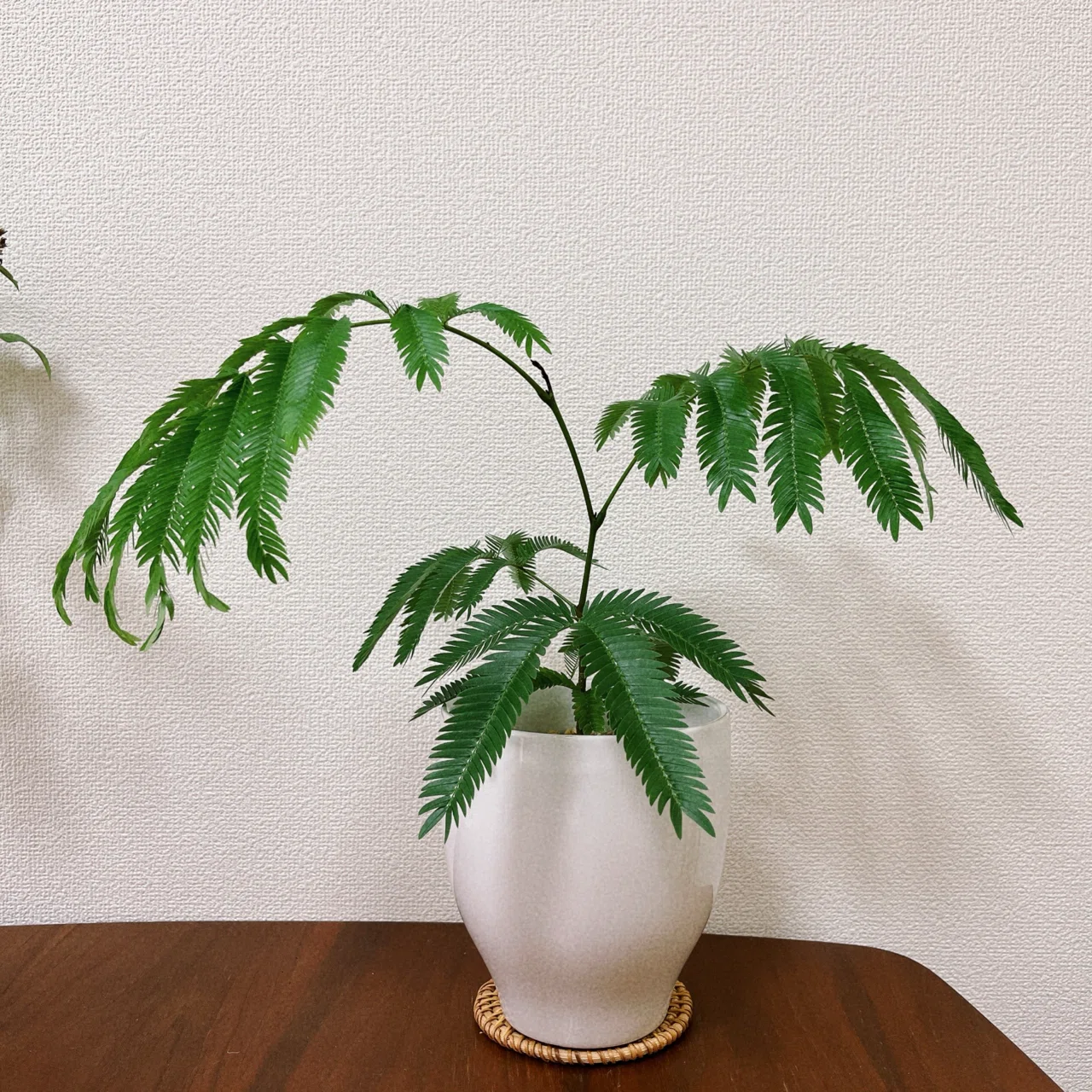 🌿エバーフレッシュ｜desiree803