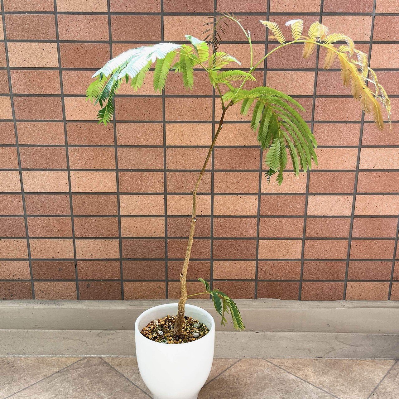 🌿エバーフレッシュ｜desiree803