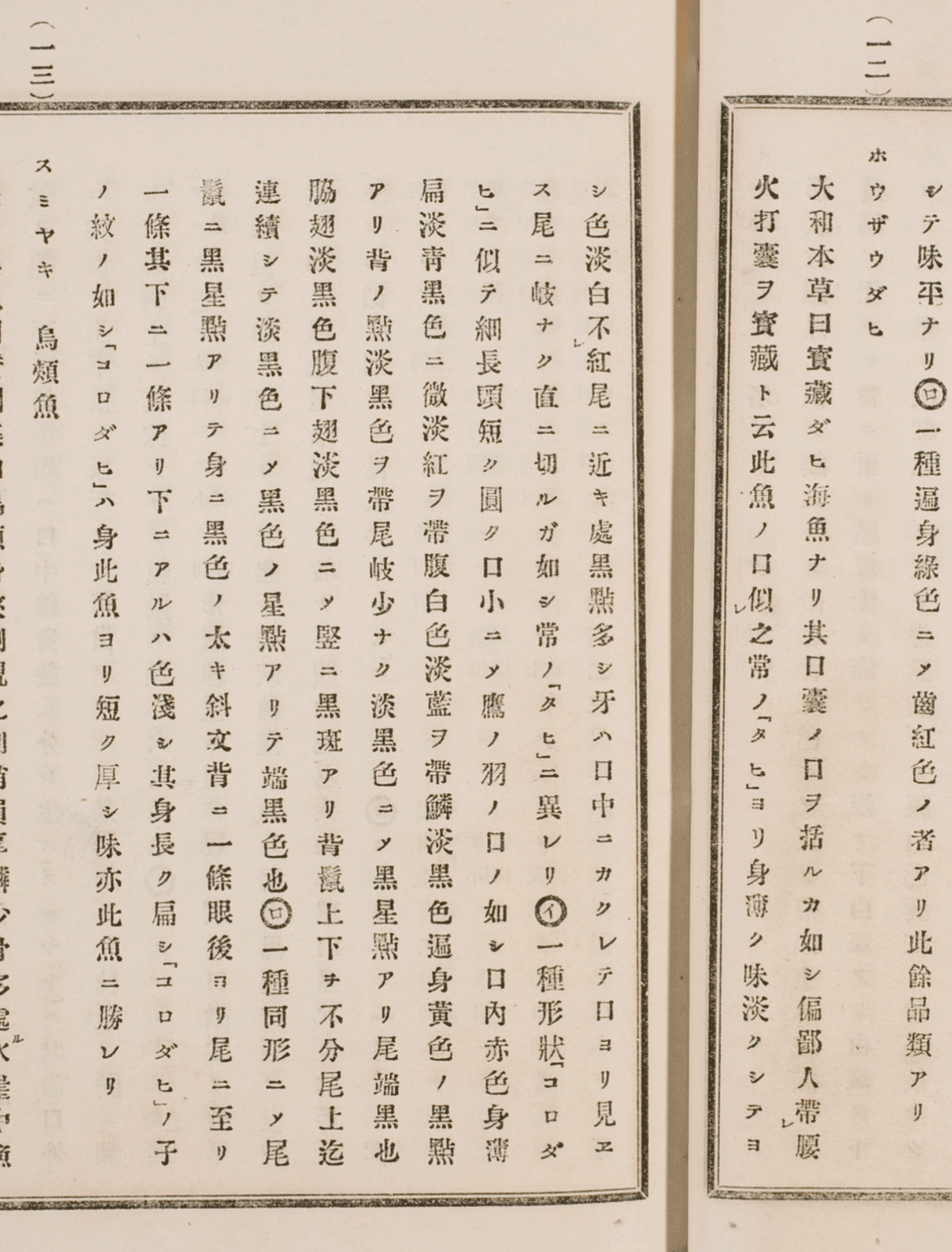 竹竿 和彦 10尺1寸 ふと