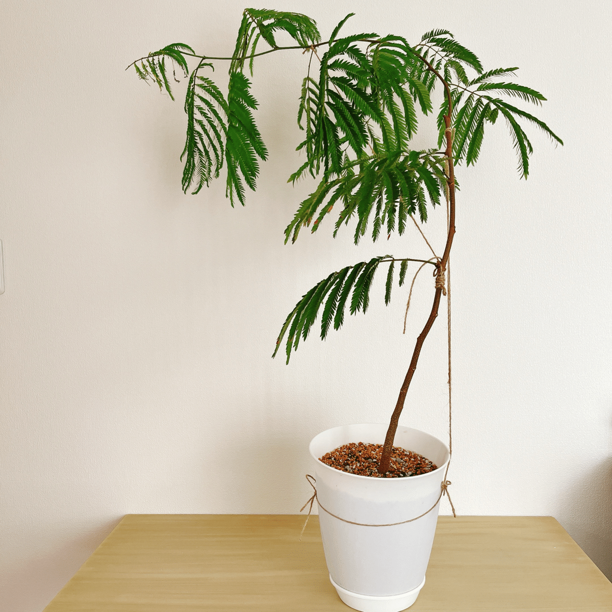 カエル様 斑入りエバーフレッシュ ふるさと納税で観葉植物「エバーフレッシュ」を入手 - 戦略買物日記