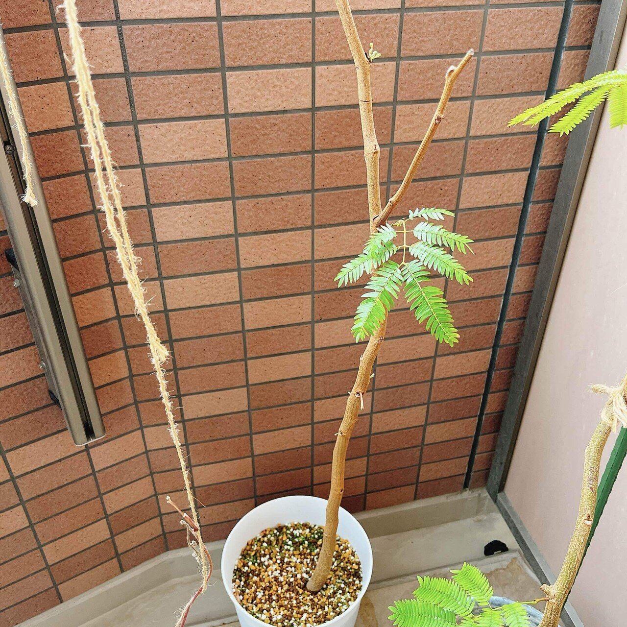 カエル様 斑入りエバーフレッシュ Amazon｜SUZUHA エバーフレッシュ 観葉植物 本物 曲がり仕立て 7
