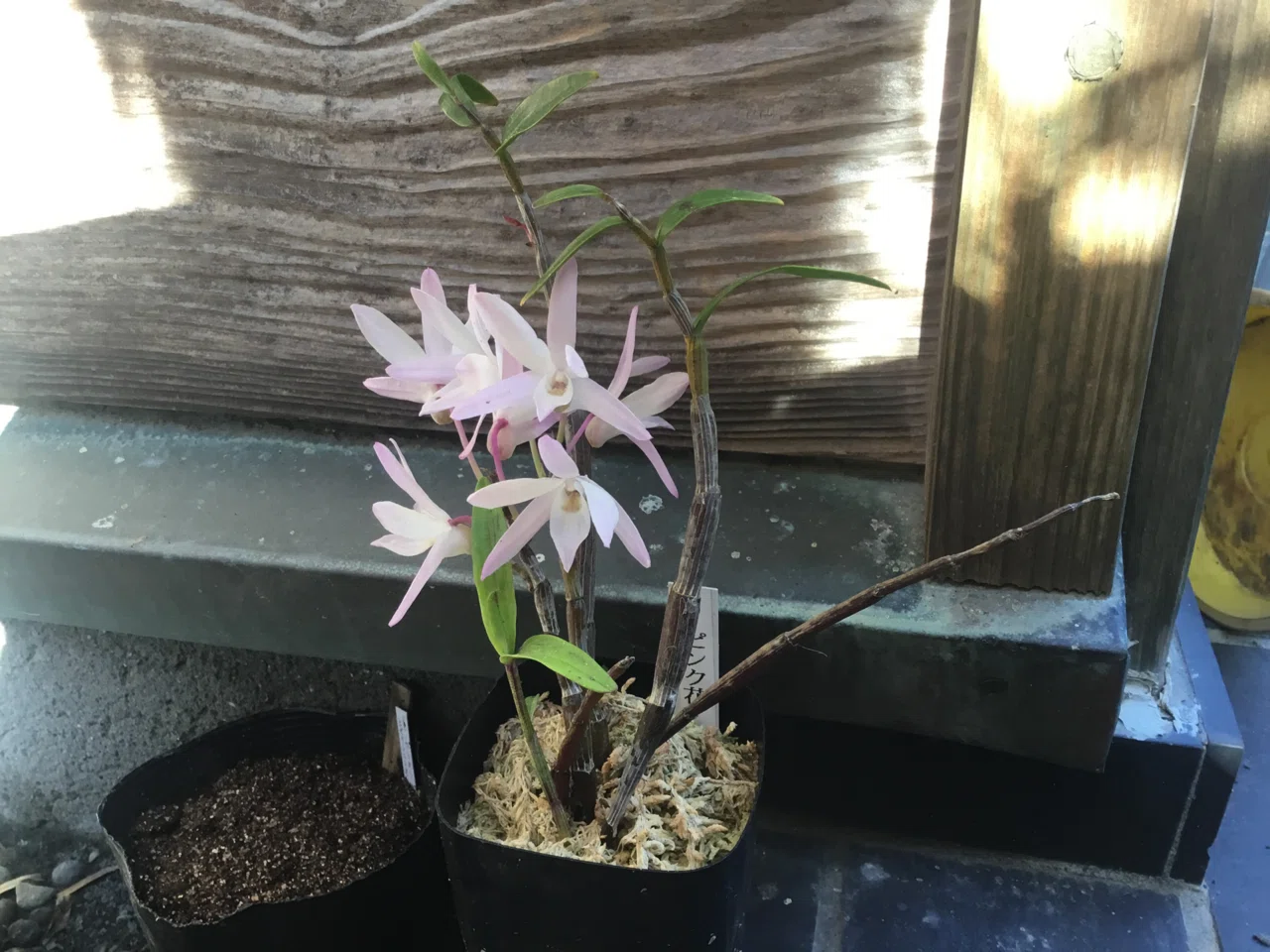 おまけでもらったセッコク。とやら。 (石斛、Dendrobium moniliforme.) ちゃんとピンクの花が咲きましたn よー知らんのだ ...