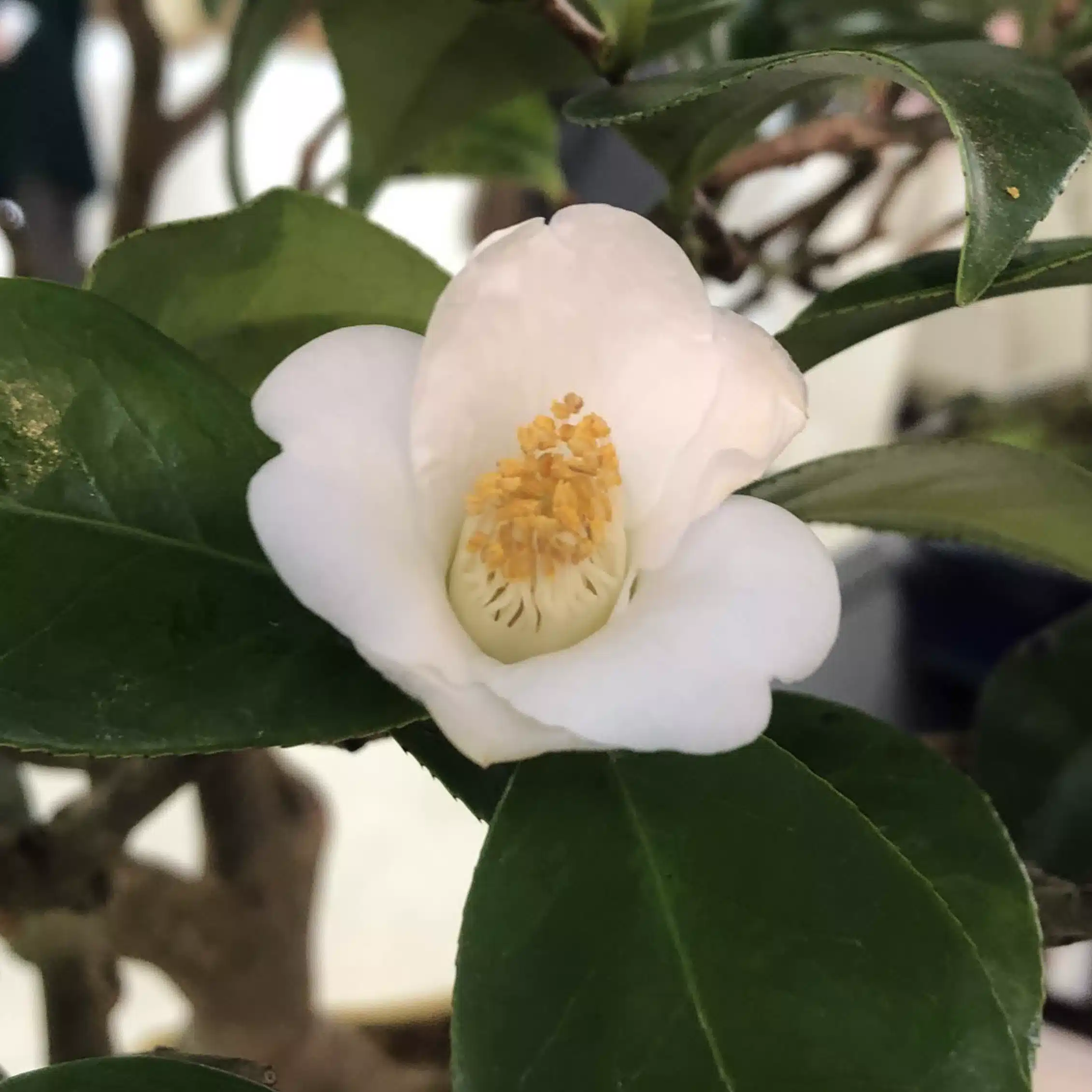 算命学師範　雪椿