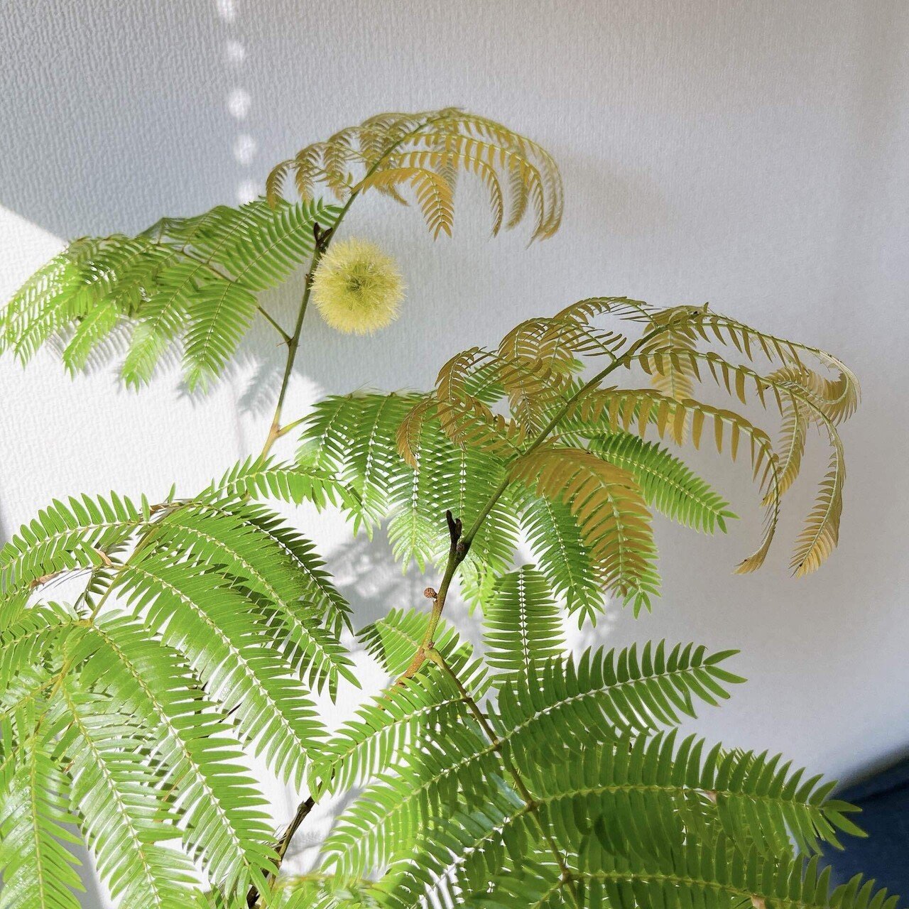 カエル様 斑入りエバーフレッシュ ふるさと納税で観葉植物「エバーフレッシュ」を入手 - 戦略買物日記