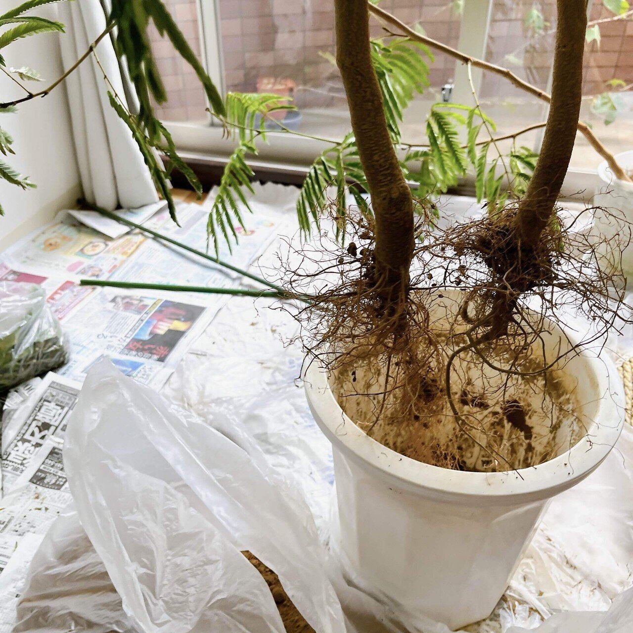 カエル様 斑入りエバーフレッシュ Amazon｜SUZUHA エバーフレッシュ 観葉植物 本物 曲がり仕立て 7
