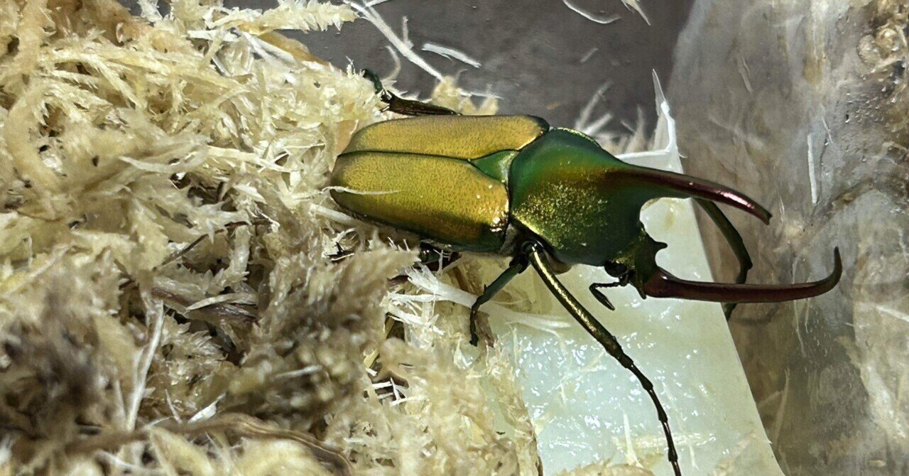 【年代物】カブトムシ、ハナムグリ標本セット 年代物】カブトムシ、ハナムグリ標本セット