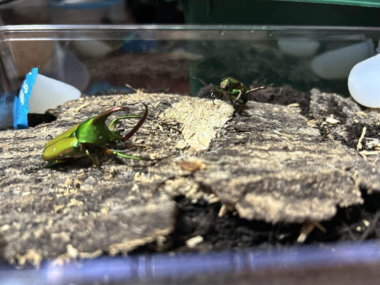 アントアンカブトハナムグリ 初令幼虫5頭 追加可能 29日発送予定