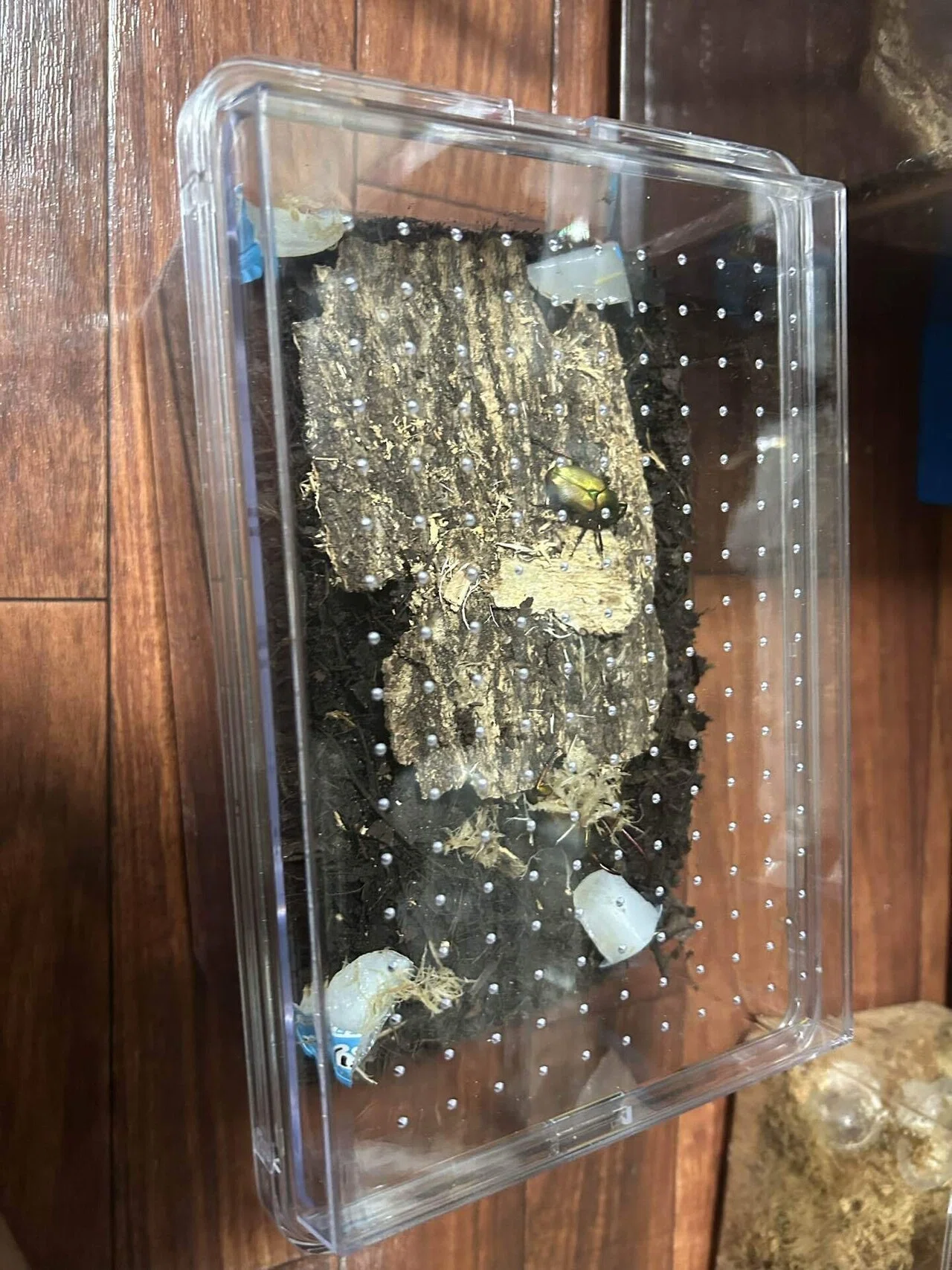 アントアンカブトハナムグリ飼育記録①｜Kenai