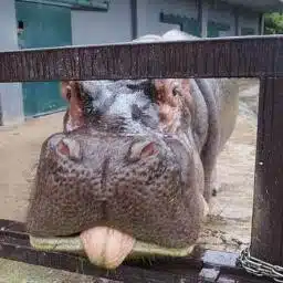 ロボ子