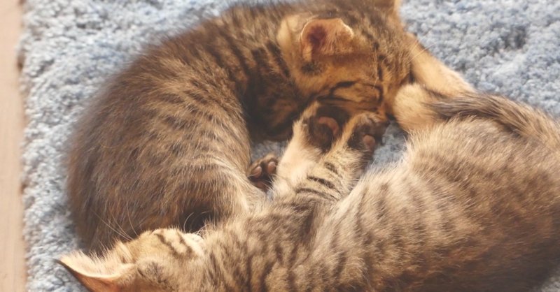 初めて行った猫カフェには人生が詰まってた 龍 恭平 Ryu Kyohei 22 Note