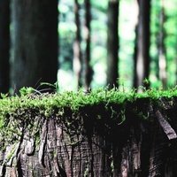 植木屋さんのリアルなお金事情 ウィズ ツリー Note