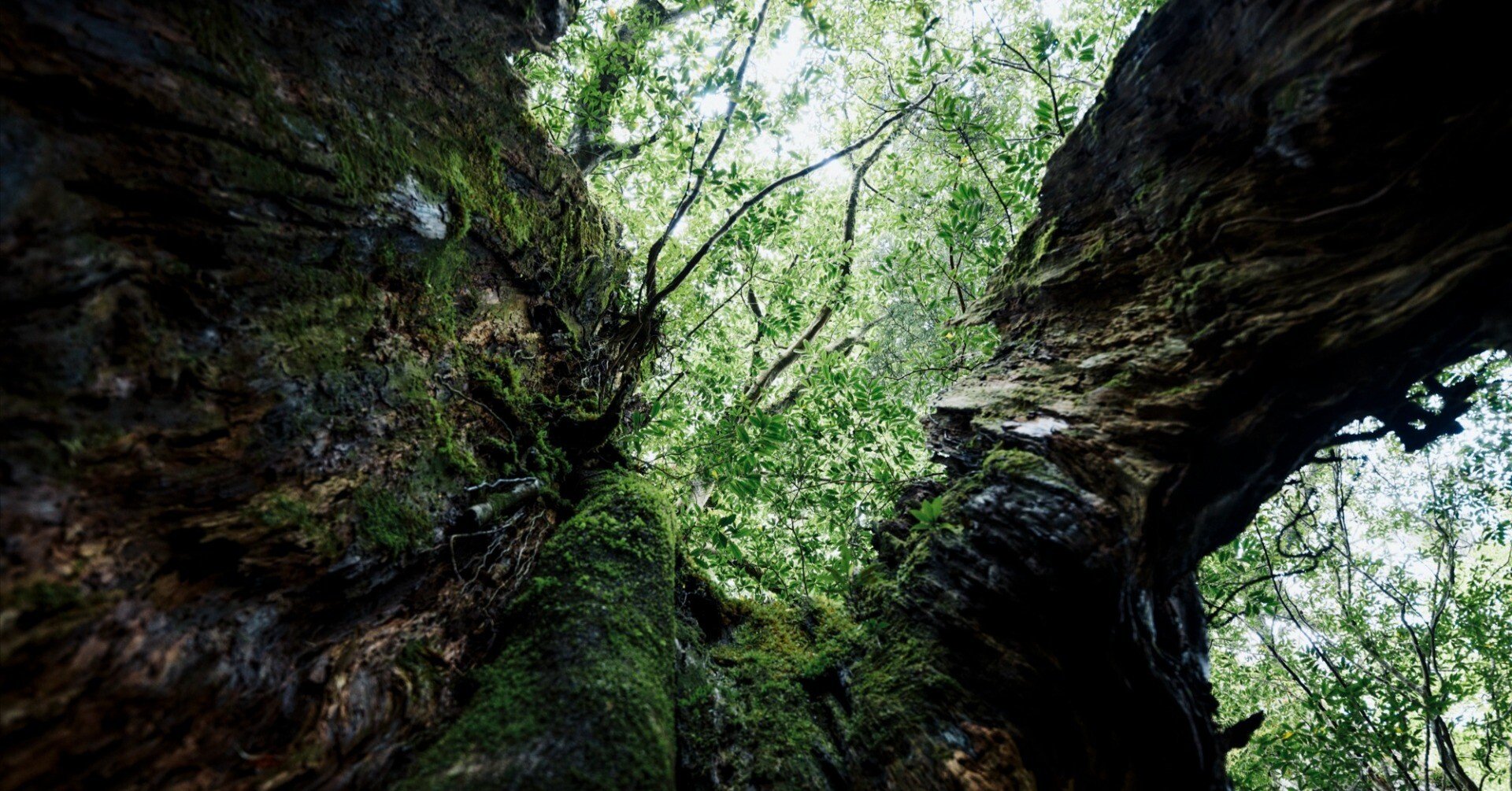 屋久島に行ってきた話①｜SHINGO AOKI