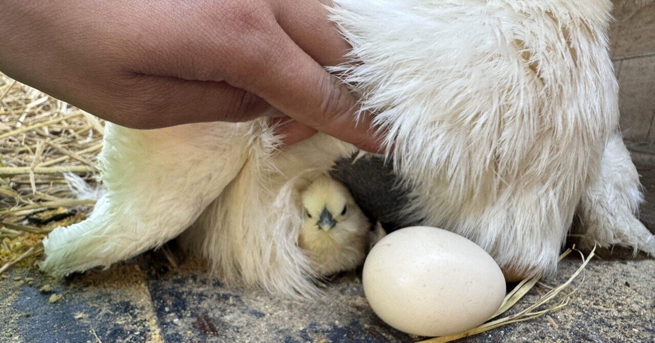 自然孵化でヒヨコが誕生！#4 烏骨鶏の成長記録｜ミツワヤスコ