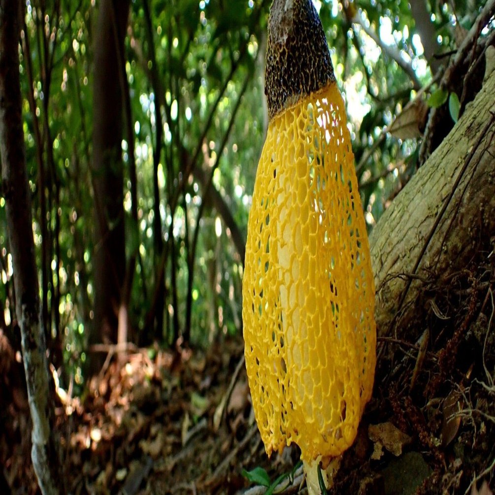 レース模様の不思議なキノコの正体🌈｜早坂 渚