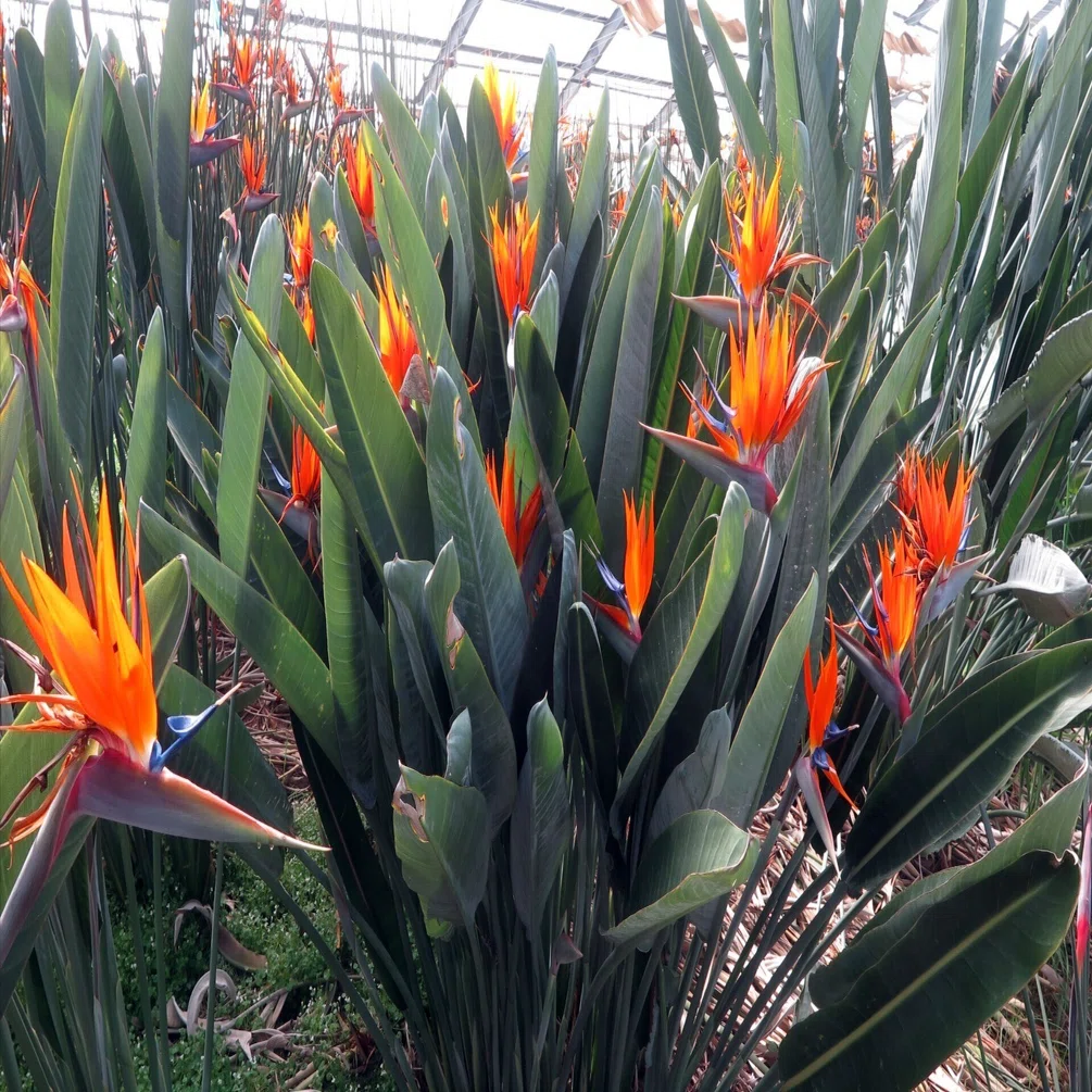 開花状況｜極楽鳥花植物園