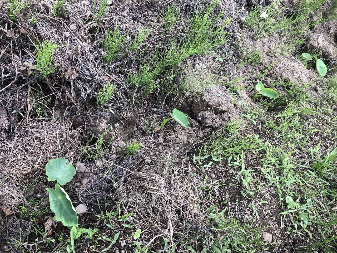 生育状況｜MUNA_FARM 無農薬自給自足