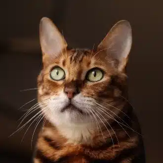 加藤こだま
