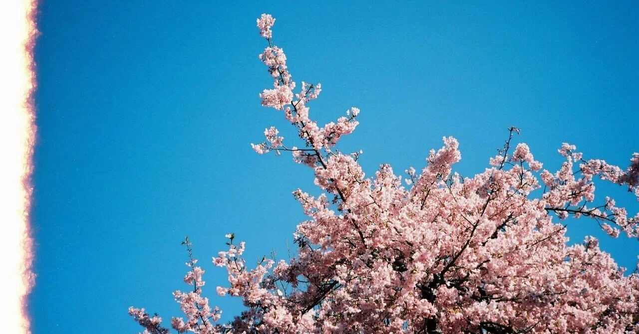フィルムでスナップ#8】Konica C35 で撮る「桜」｜Dr.K / 七色サーカス団