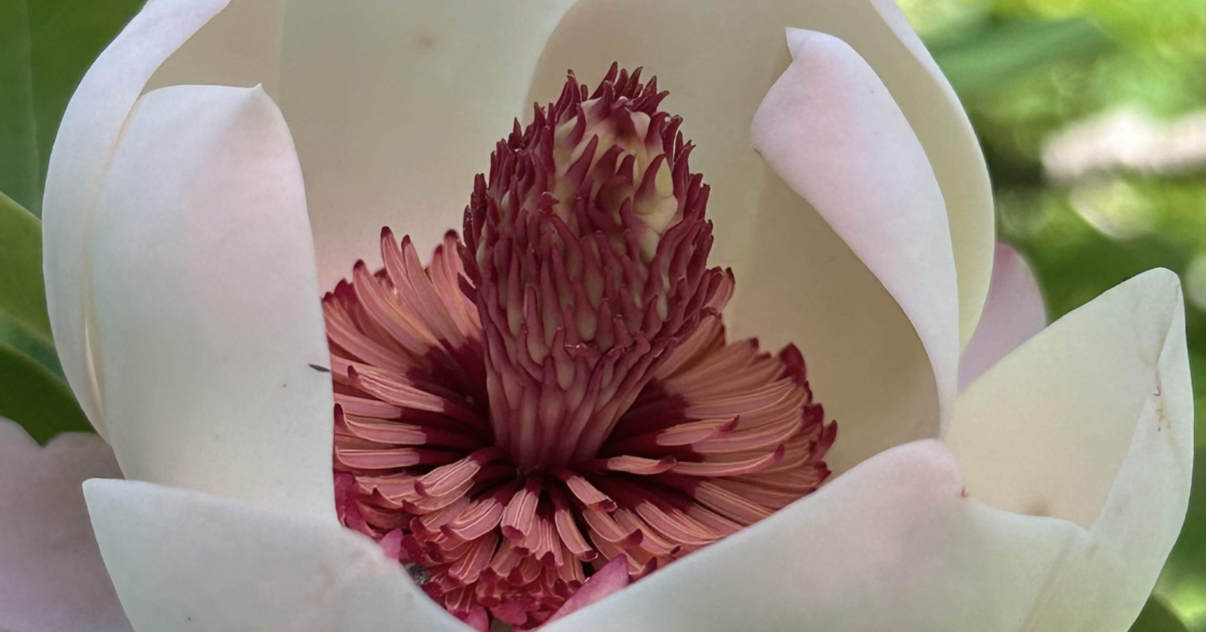 受咲大山蓮華｜EGGSEED