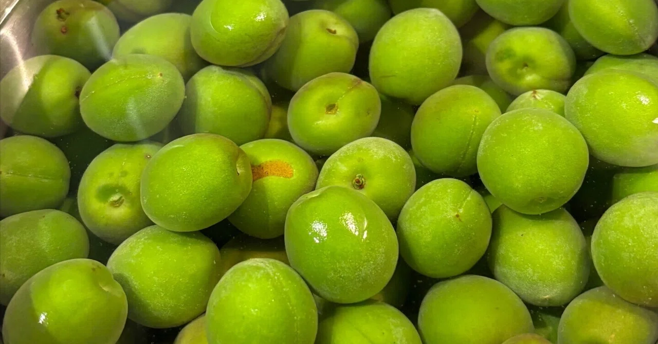 青梅が並んでいたら｜ゆーさん
