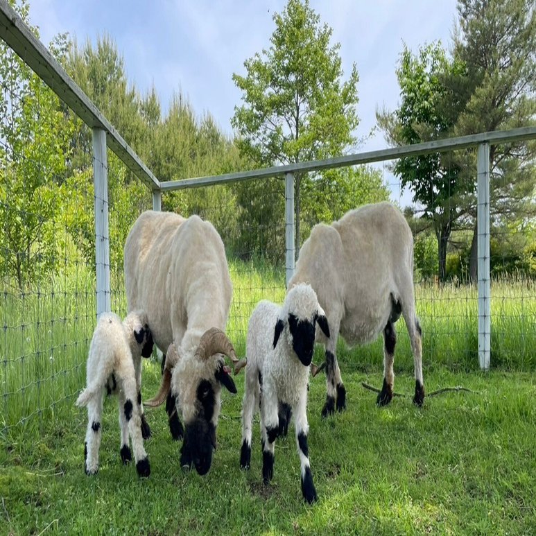 ブラックノーズシープの赤ちゃんが生まれました！｜那須どうぶつ王国