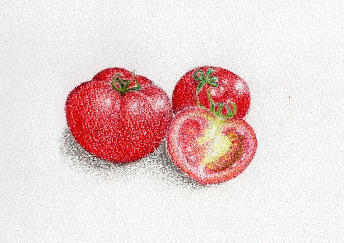 新鮮 野菜 果物の色鉛筆画 スイートぽてと Note 新鮮 野菜 果物の色鉛筆画 スイートぽてと Note