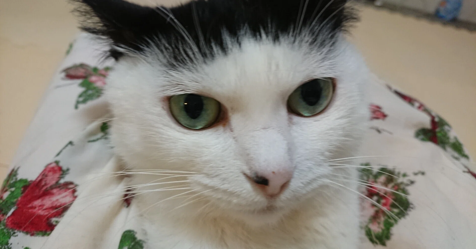ミックス（雑種）猫｜奥田百子