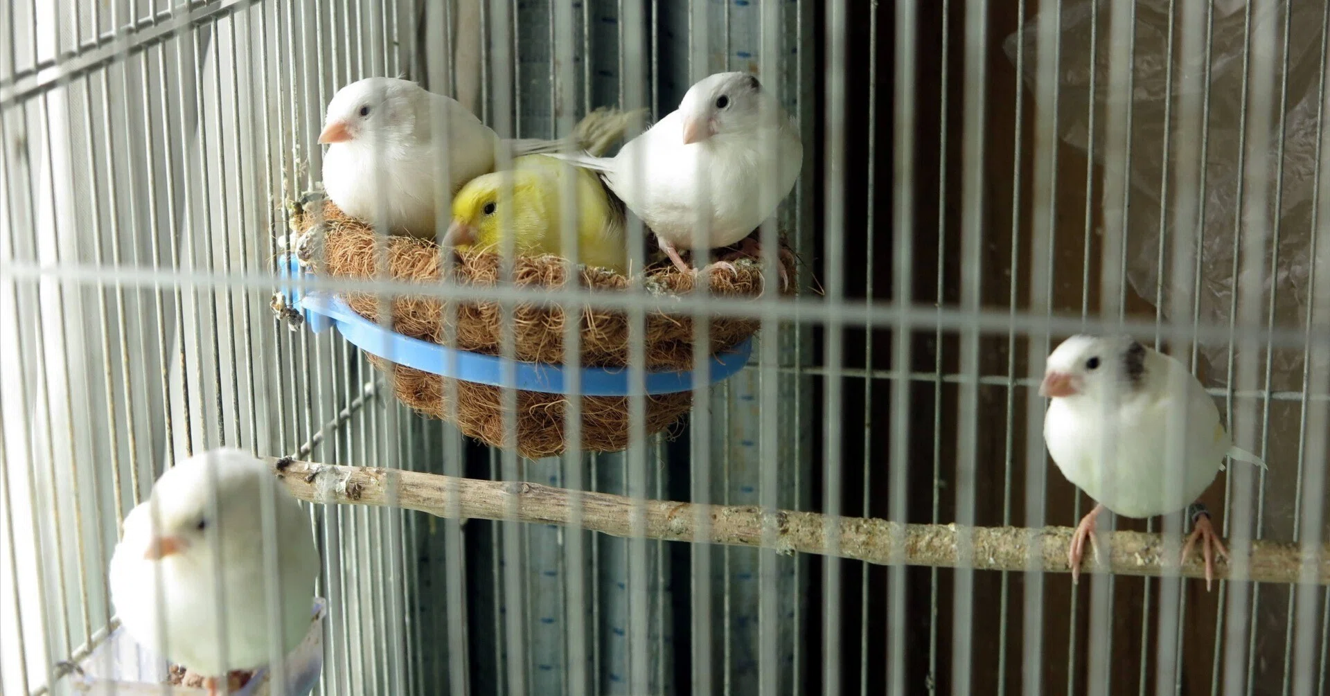 私の白い鳥｜極楽鳥花植物園