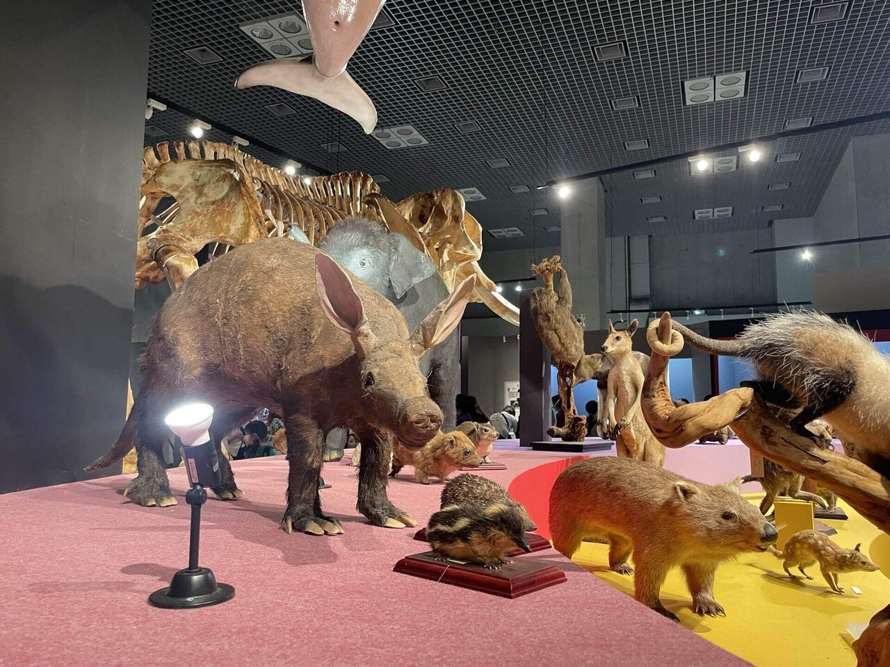 博物館動物園KIRINJI動物園｜さめぽん