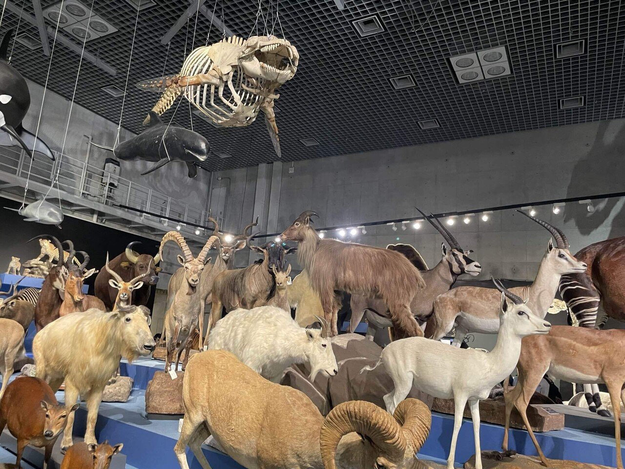 博物館動物園KIRINJI動物園｜さめぽん