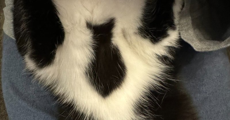 ねこ 記事まとめ - 黒猫｜noteライフスタイル｜note