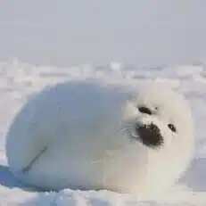 こまち