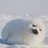 こまち