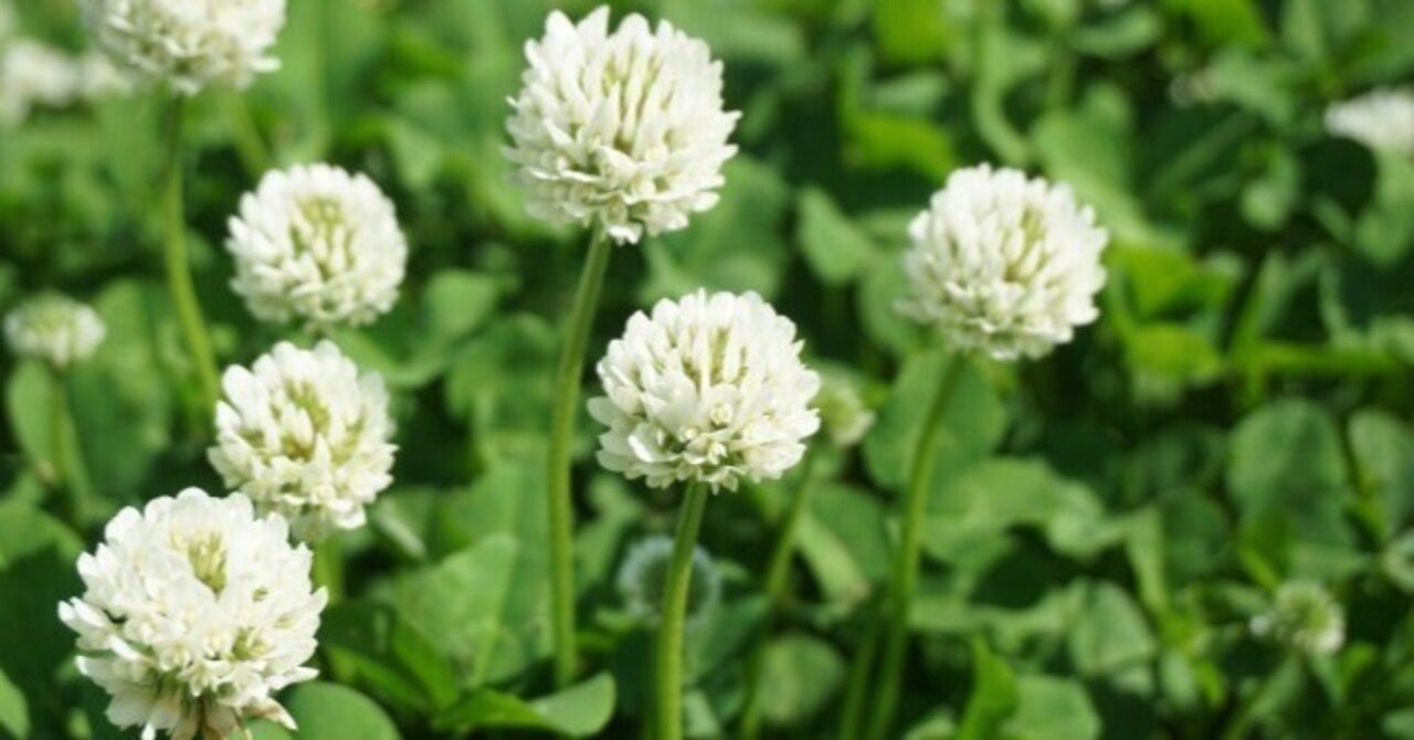 FIRE後に重くのしかかる税金の負担｜桜川旅人（Tabito）40代FIRE