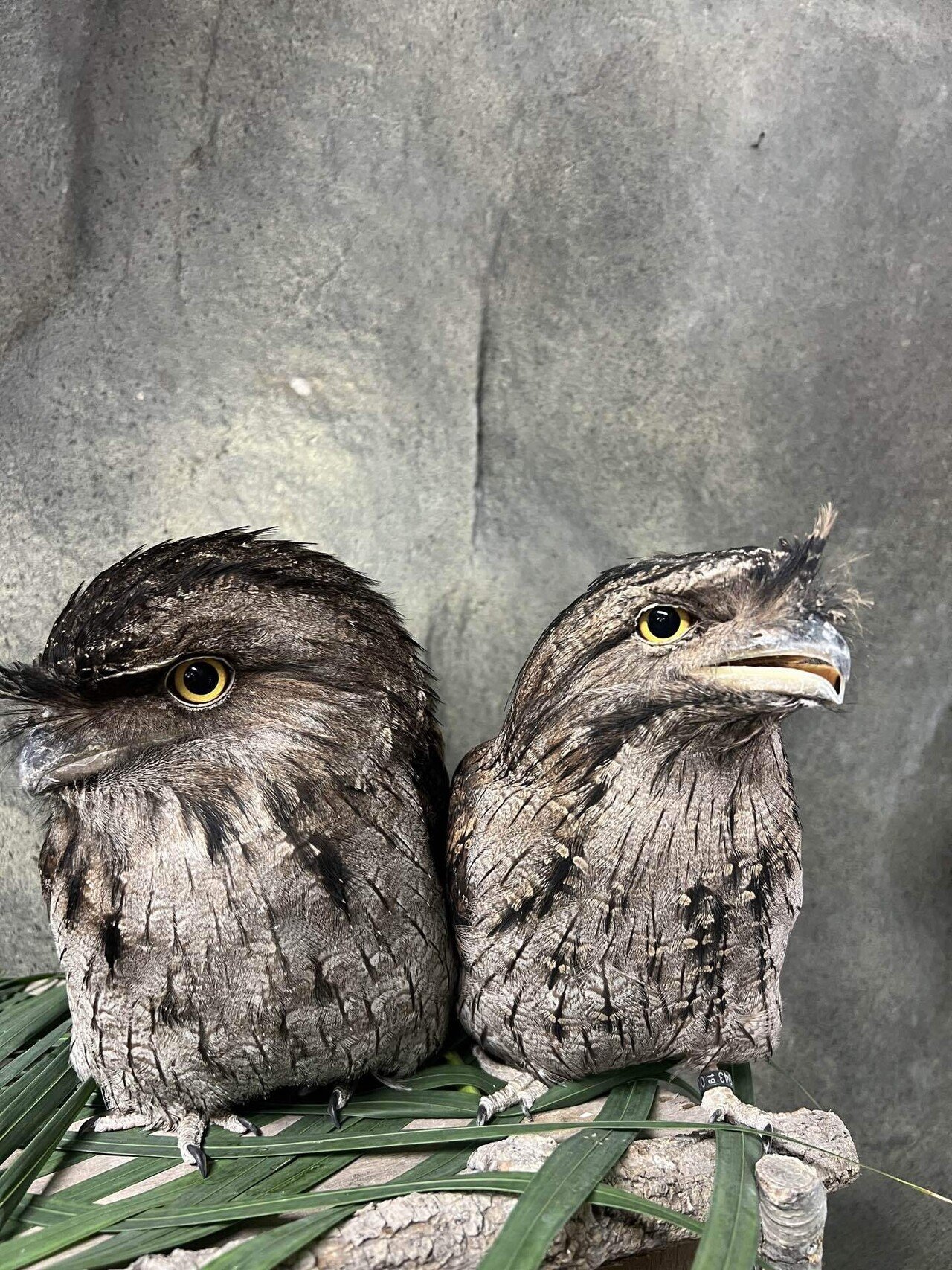 オーストラリアガマグチヨタカのヒナが誕生しました！｜那須どうぶつ