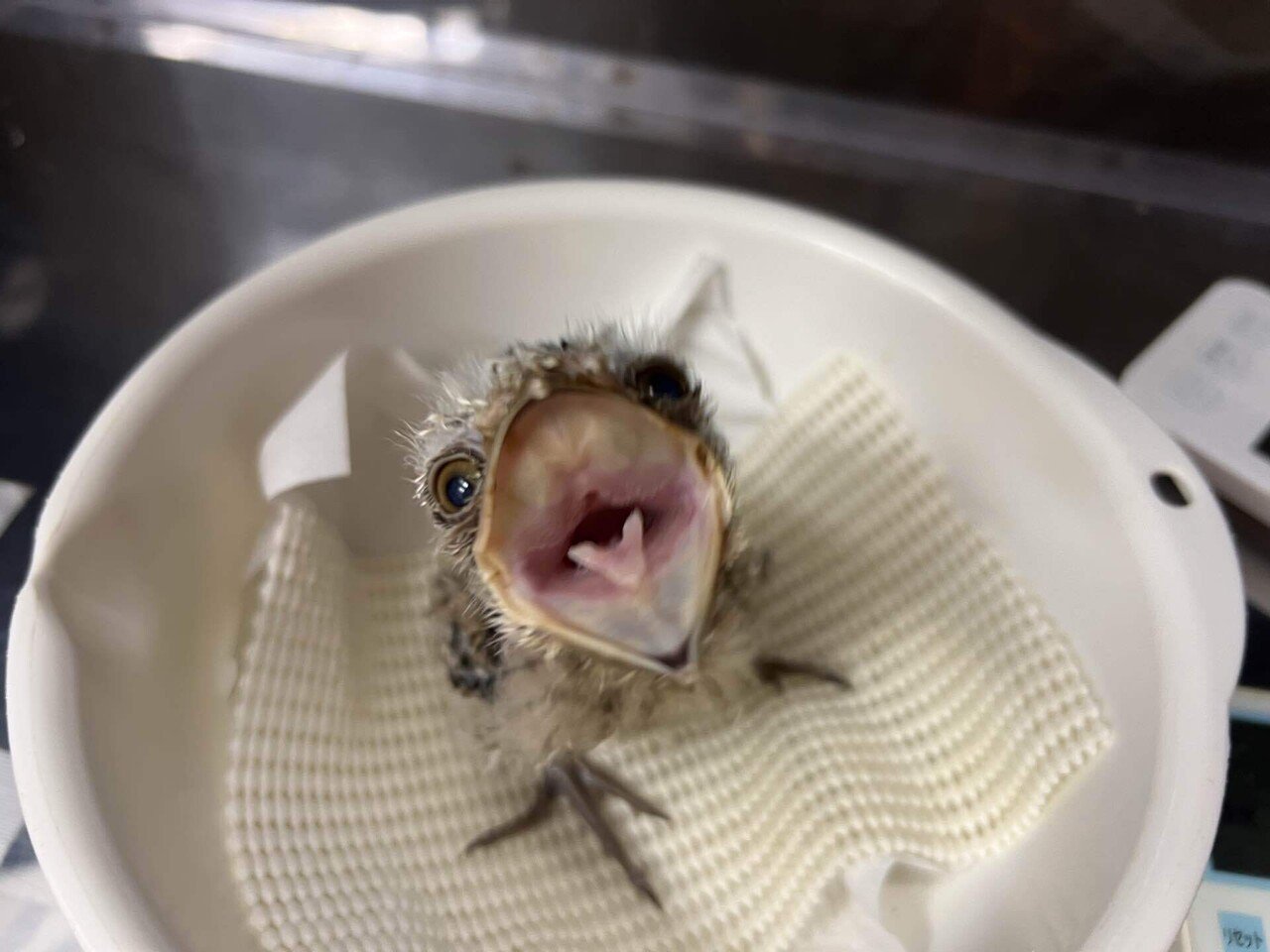 オーストラリアガマグチヨタカのヒナが誕生しました！｜那須どうぶつ