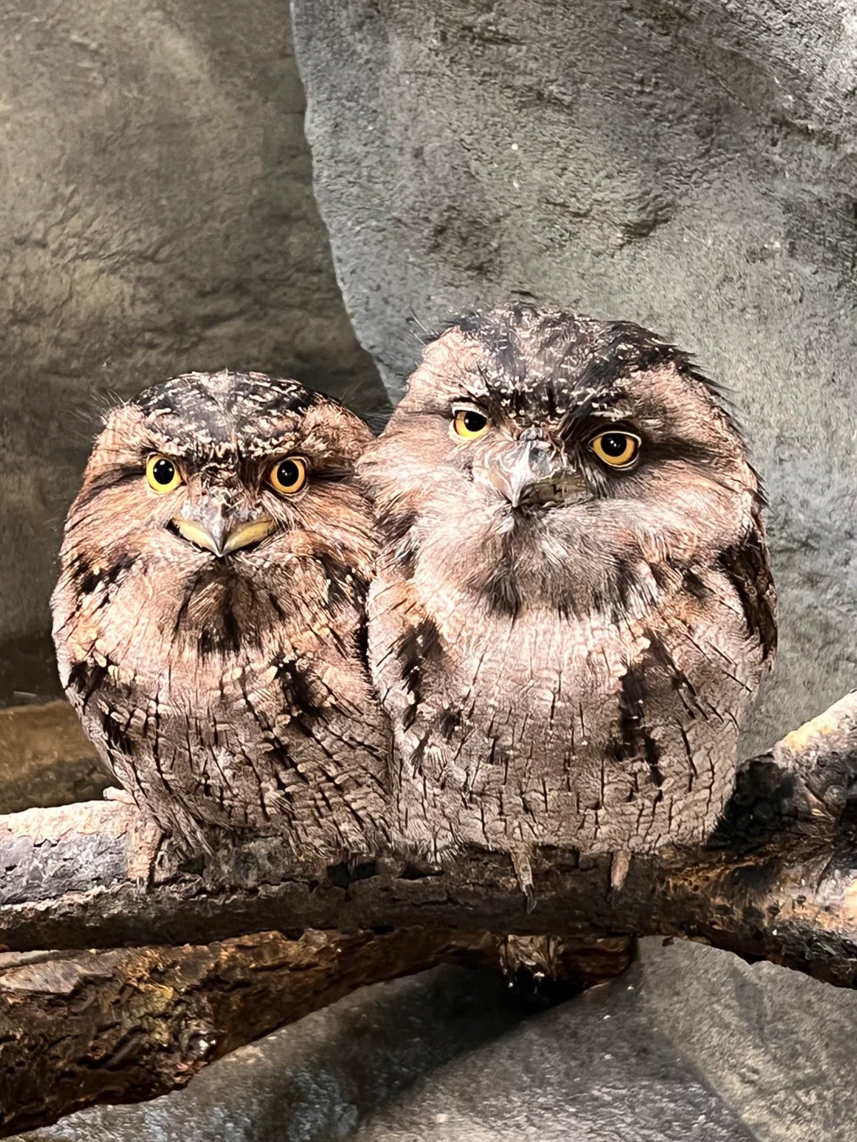Tawny Frogmouth Growth Record Part 1｜那須どうぶつ王国公式note