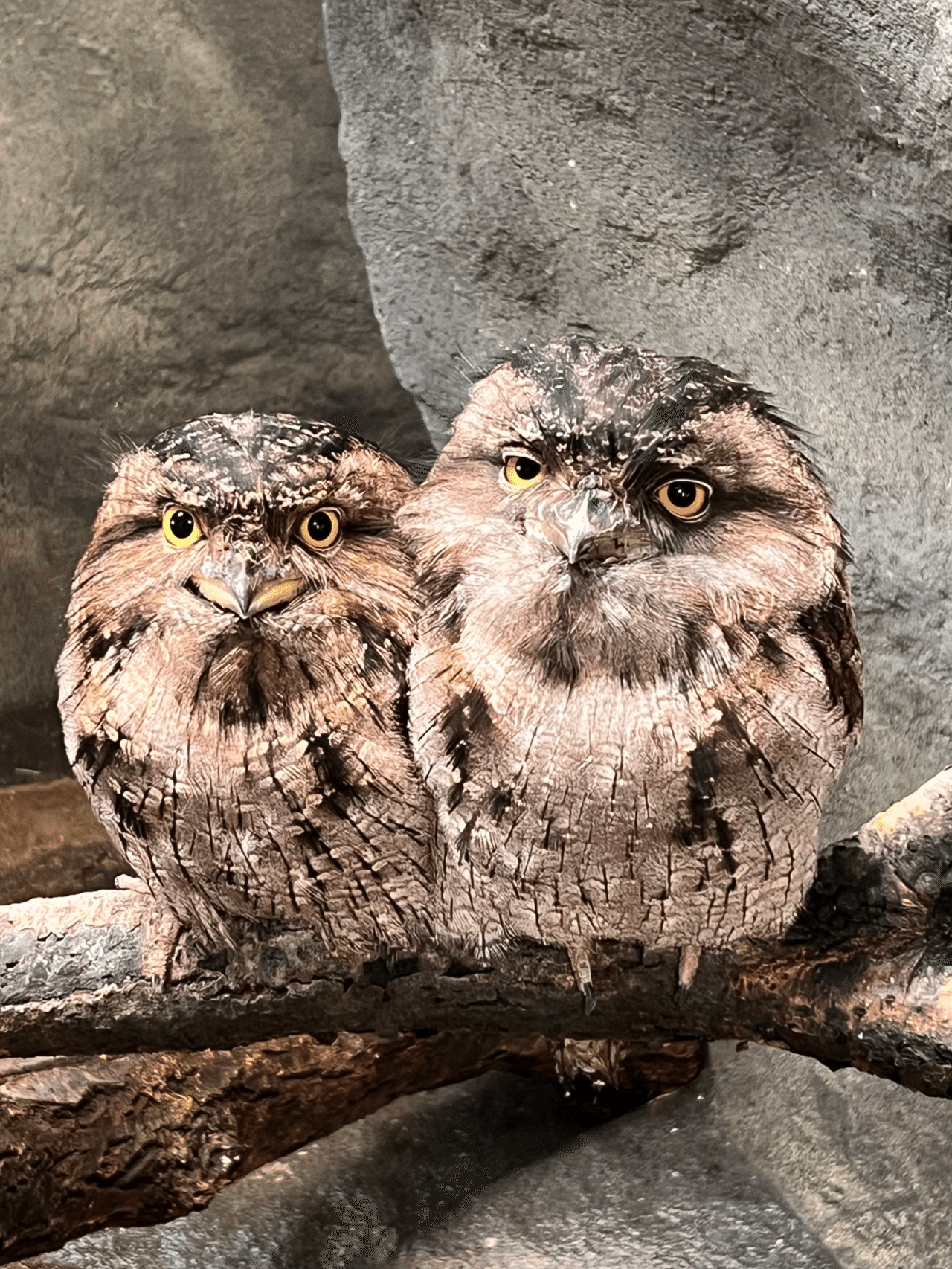 ガマグチヨタカ成長記録 前編|那須どうぶつ王国公式note ガマグチヨタカ成長記録 前編|那須どうぶつ王国公式note