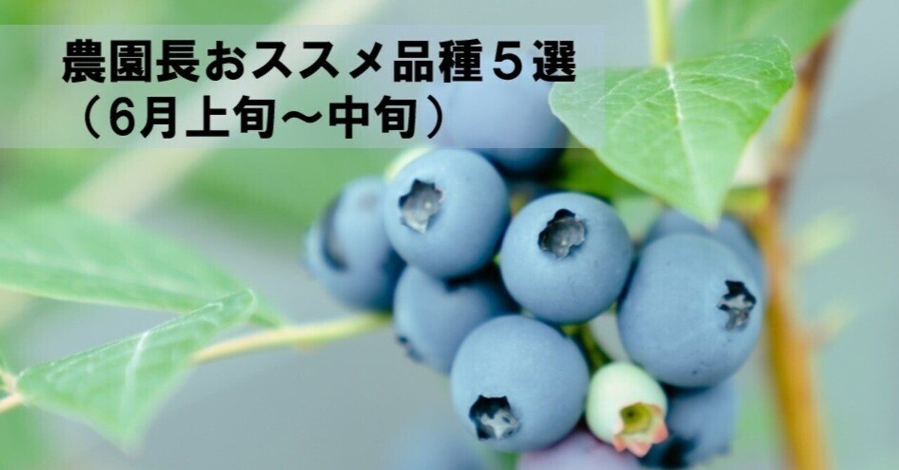 農園長おススメ!】ブルーベリー品種5選（6月上旬～中旬