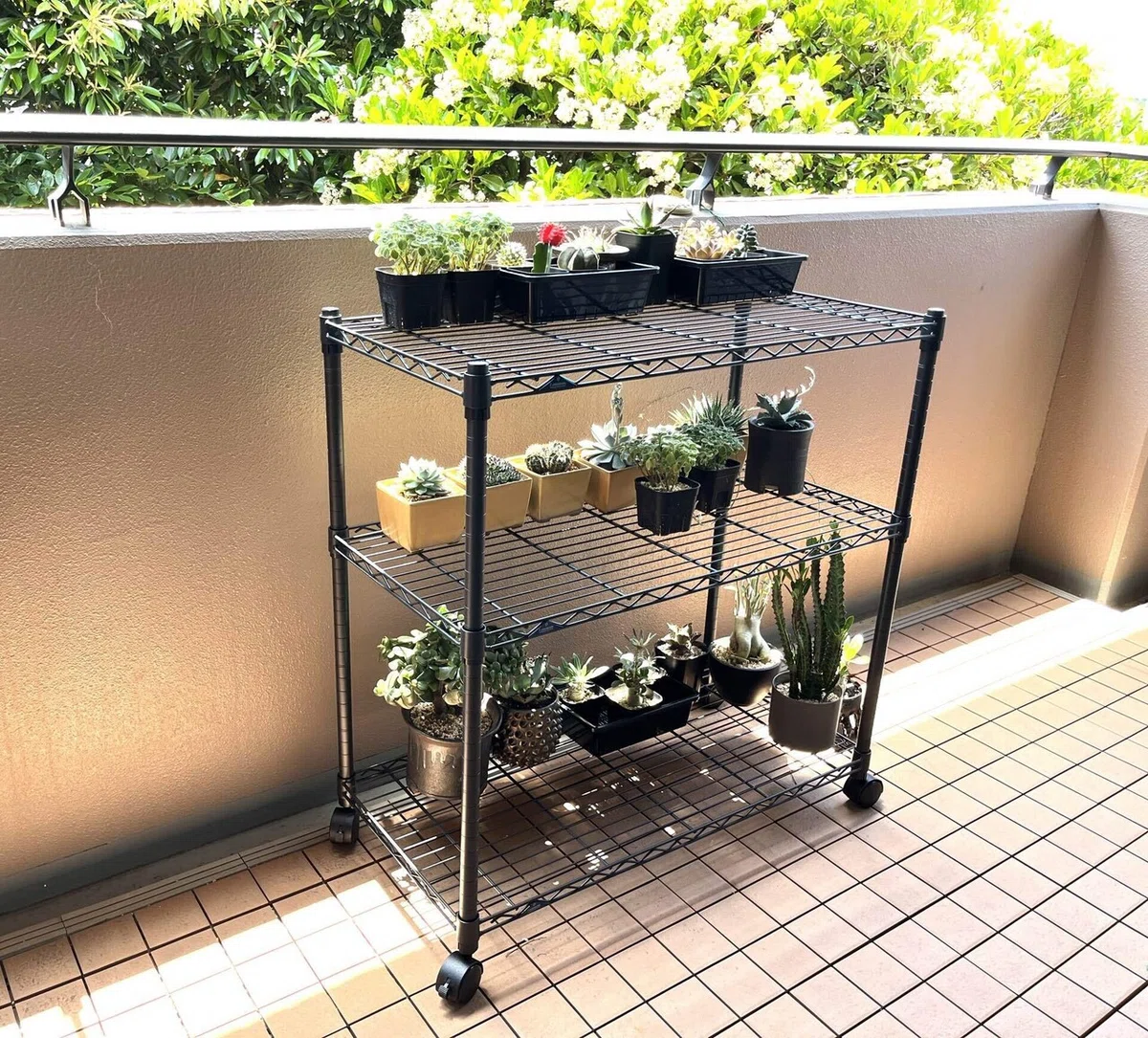ガーデニングラック スチールラック 植物棚 アガベ グラキリス 塊根 