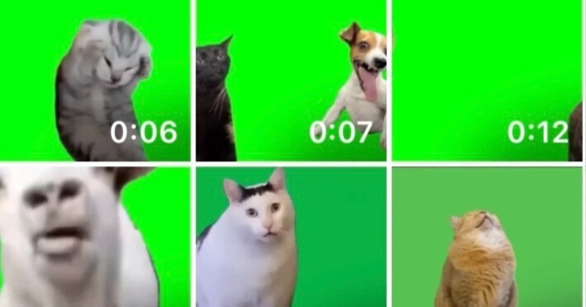 【SNS大バズ】「猫ミーム」作り方を徹底解説!爆発的人気のワケとは?|リコ | 釣りいち