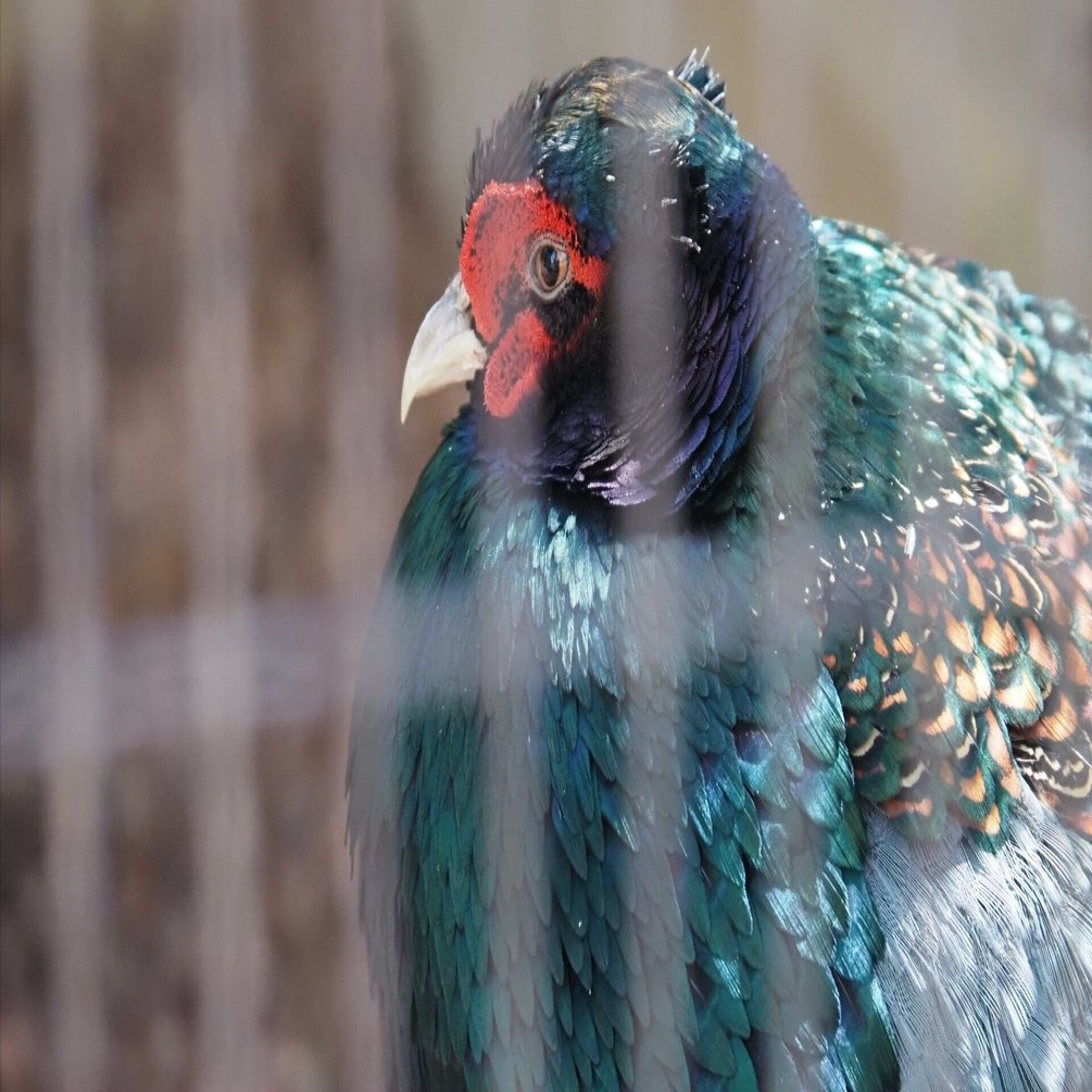 日本の国鳥｜ニホンキジ（キジ） Green Pheasant｜M_ayumi